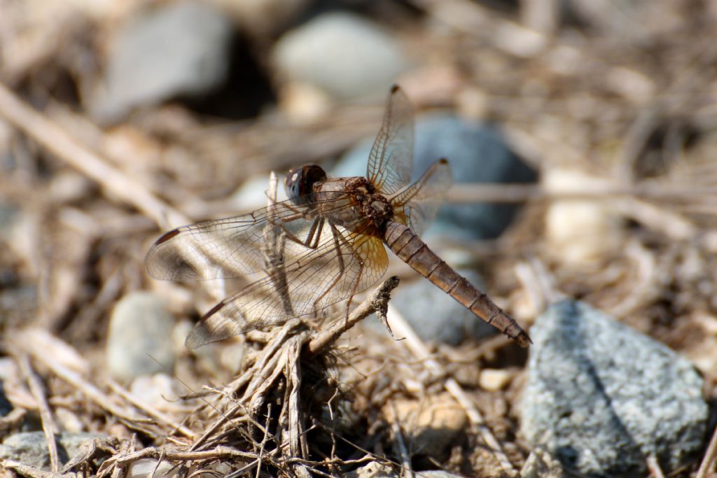 Tutte Crocothemis erythraea?